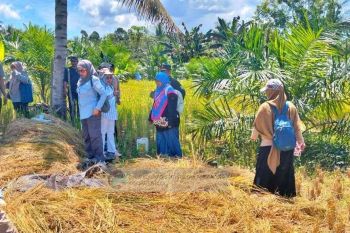 Buol manfaatkan lahan kering guna budi daya padi gogo