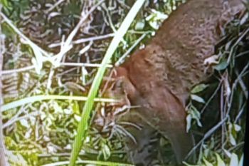 Satu ekor kucing emas di Pasaman Sumbar terperangkap jerat babi