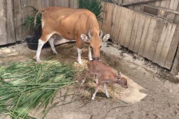 Kelahiran Banteng Jawa di Pangandaran, harapan pelestarian satwa langka