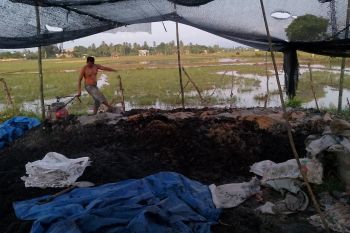 Pemuda di Aceh Besar produksi lima ton pupuk dari kotoran hewan dalam sehari