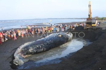 Foto: Penguburan bangkai paus terdampar di pantai Situbondo