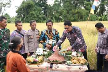 Gapoktan Lestari Mulyo Sleman panen raya padi organik Sembada Merah