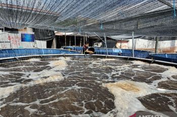 "Bioflok" upaya tingkatkan produksi ikan nila ramah lingkungan