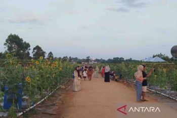 Lahan demplot PEDA KTNA XIV Kalteng di Kobar ramai dikunjungi setiap hari