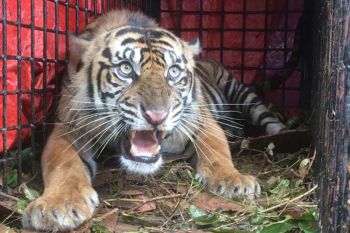 BKSDA perkuat pencegahan interaksi negatif harimau di Aceh