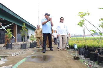 Bupati Bogor gandeng Balai Persemaian Rumpin perluas ruang terbuka hijau