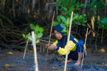 Ekowisata Bale Mangrove Jerowaru binaan PLN NTB tunjukkan kepedulian lingkungan