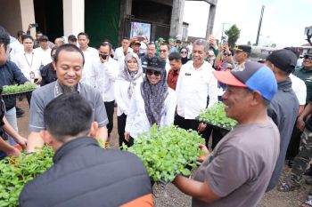 Pemprov Sulsel dan Pemkab Gowa perkuat komoditas kentang di dataran tinggi