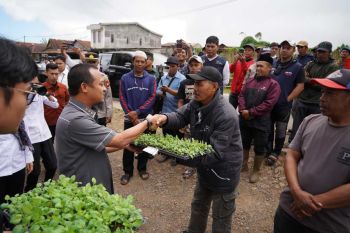 Gubernur Sulsel serahkan 350 ribu benih kentang untuk tiga kabupaten