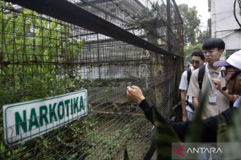 BRIN teliti kayu raru sebagai herbal antidiabetes berbasis lokal