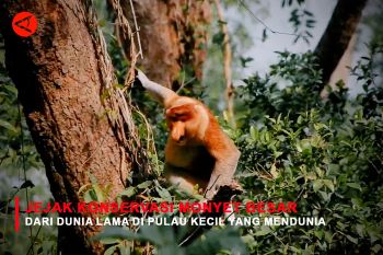Feature - Jejak Konservasi Monyet Besar dari Dunia Lama di Pulau Kecil yang Mendunia Bagian 2