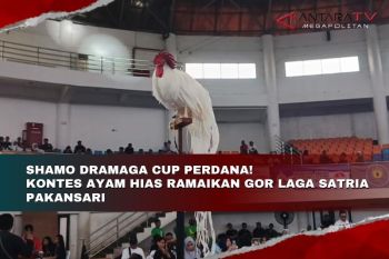 Shamo Dramaga Cup perdana! kontes ayam hias ramaikan GOR Laga Satria Pakansari