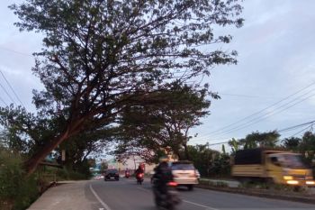 BPBD Jayapura imbau masyarakat waspada pohon tumbang