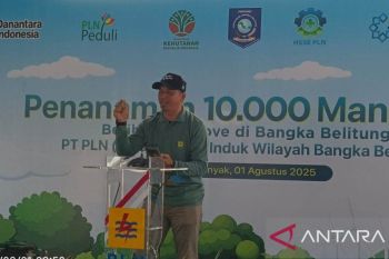 PLN Babel tanam 10.000 mangrove di Pantai Penyak