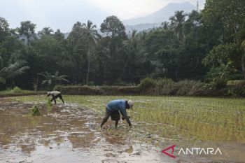 Nilai tukar petani Banten Juli 2025 naik