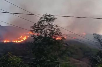 101 hektare hutan hilalang di Bukit Teletabis Kabupaten Pasaman terbakar (Video)