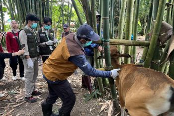 120 sapi di Maros terkena PMK