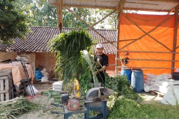 Pengusaha Pakan Ternak Ponorogo Buktikan KUR BRI Dorong Usaha Tumbuh Pesat