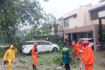 Hujan deras di Tangsel akibatkan pohon tumbang di sejumlah titik