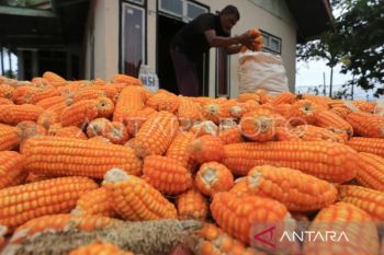 Realisasi luas tanam jagung di Aceh sudah 26.425 hektare