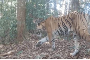 Kemenhut pantau keberadaan 42 individu harimau Sumatra di Bengkulu