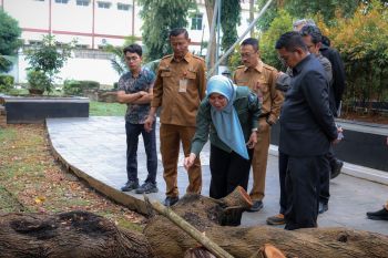Demi keselamatan publik, Pemprov Banten inisiasi pemeriksaan pohon tua