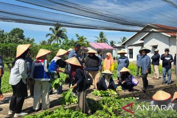 Kampung Gambut Siantan Hilir menjadi model konservasi pertanian organik