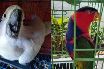 BKSDA Maluku terima translokasi sejumlah satwa liar dilindungi dari Ternate