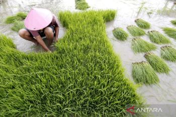 Indonesia accelerates irrigation rehabilitation to boost rice output