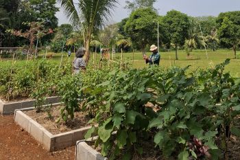 Lampung pastikan pasokan pangan aman untuk kendalikan inflasi