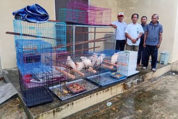 BKSDA Maluku terima penyerahan sembilan ekor Kakatua hasil sitaan tim gabungan