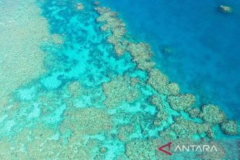 Jumlah karang di Great Barrier Reef Australia turun drastis