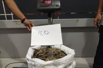 Kemenhut gagalkan perdagangan 15,52 kg sisik trenggiling dan amankan pelakunya di Kalbar