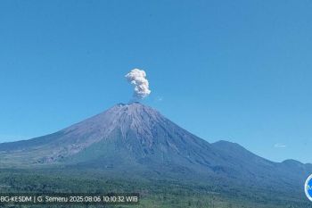 Gunung Semeru kembali erupsi dengan tinggi letusan 700 meter