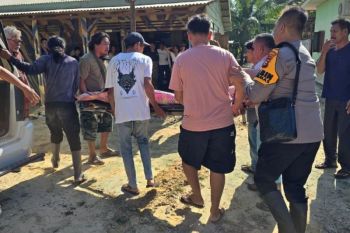 Tragis, Seorang ibu tewas dipijak gajah saat menjaga ladang di Bengkalis