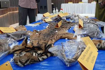 Lima terdakwa perdagangan kulit harimau dituntut 22 tahun penjara