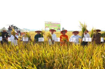 Pemkab OKI berhasil tingkatkan indeks pertanaman melalui program Oplah