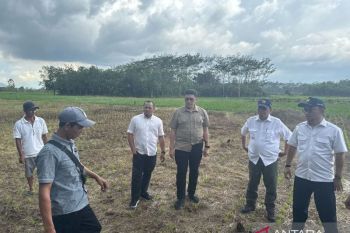 Kemenko Infrastruktur mendukung program swasembada pangan di Kabupaten Sambas