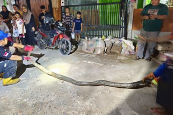 Damkarmat Lamsel dan warga berhasil evakuasi ular sepanjang 3,5 meter
