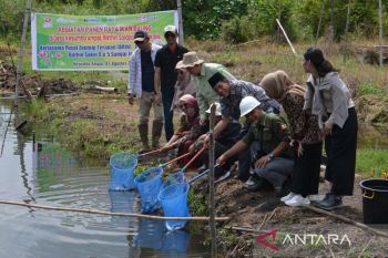 Panen Kolam Ikan PT Arara Abadi untuk  Warga Sakai