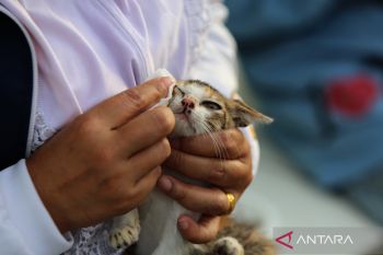 Cek fakta, penemuan puluhan kepala kucing tanpa badan di Sidoarjo