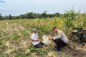 Polres Lingga bersama warga panen 2,5 ton jagung