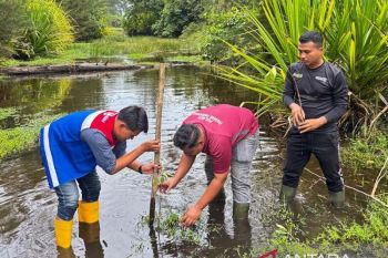 Pertamina Sumatera Bagian Utara tanam 1.000 bibit bakau untuk antisipasi abrasi