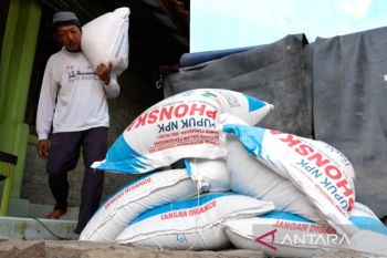 Jalur cepat pupuk subsidi untuk merawat harapan petani padi