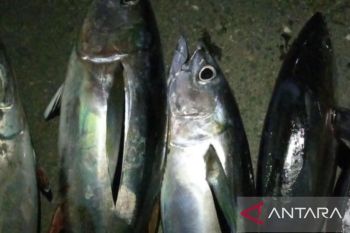 Akademisi Universitas Pattimura kembangkan biointervensi cegah keracunan pada ikan