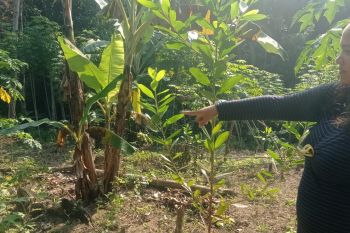 Diserang babi hutan, sejumlah petani Lebak gagal panen