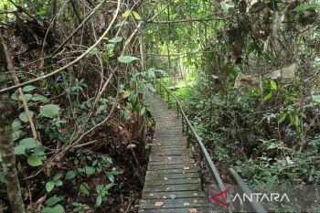 Menakar efektivitas transformasi energi bersih  Kalimantan Timur berbasis kayu