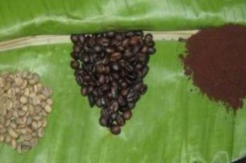 Kopi Sula  Malut tercatat potensi indikasi geografis dilindungi