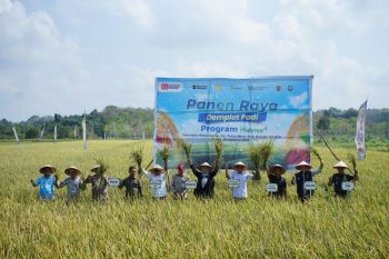 Dorong swasembada pangan, Pusri gelar Panen Raya di Bangka Selatan