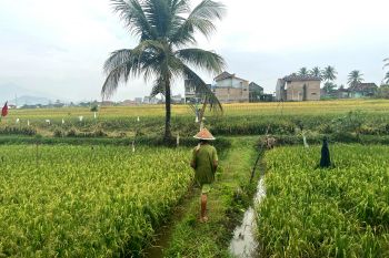 BRMP Lampung sebut tata kelola lahan dan ketersediaan air dorong IP 300